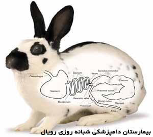 دستگاه گوارش خرگوش-بیمارستان دامپزشکی شبانه روزی رویال | Royal Vet Hospital-Rabbit Physiology