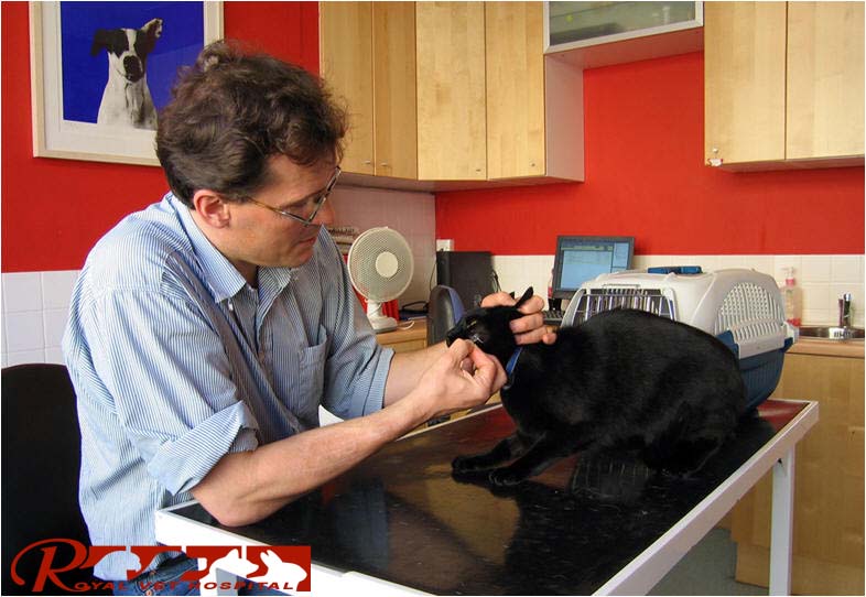 انتخاب گربه سالم-2 - بیمارستان دامپزشکی شبانه روزی رویال | Healthy cat - Royal Vet Hospital
