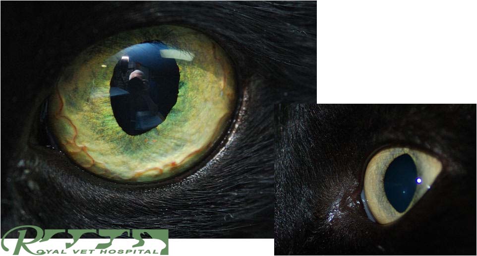 سلامت چشم گربه - بیمارستان دامپزشکی شبانه روزی رویال | Cat Eyes - Royal Vet Hospita