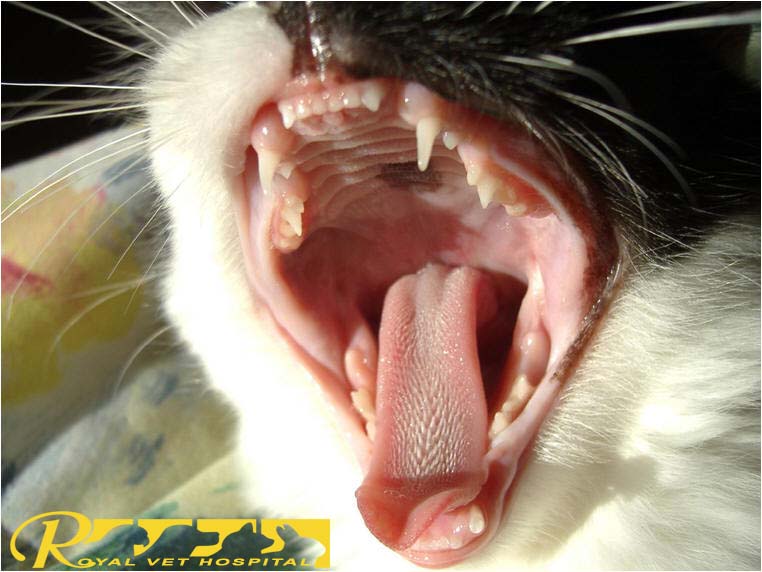 سلامت دهان گربه - بیمارستان دامپزشکی شبانه روزی رویال | Cat Mouth - Royal Vet Hospital
