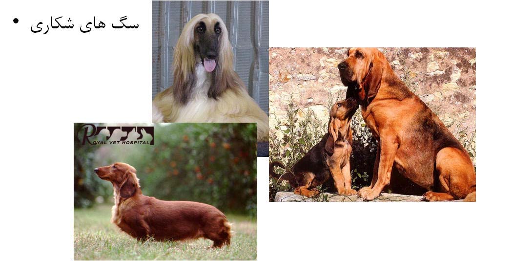 سگ های شکاری - بیمارستان دامپزشکی شبانه روزی رویال | Hunter Dog Breed - Royal Vet Hospital