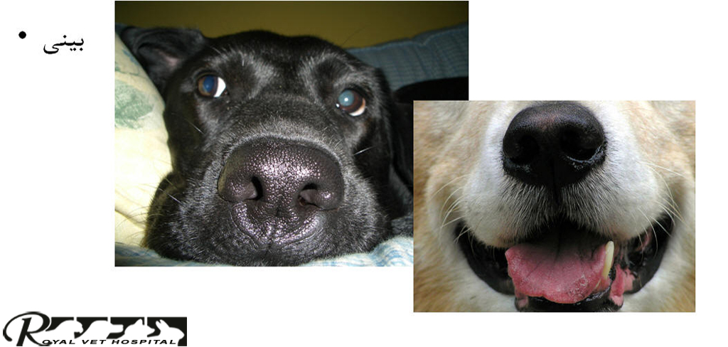 بررسی بینی سگ - بیمارستان دامپزشکی شبانه روزی رویال | Dog Nose Checking - Royal Vet Hospital