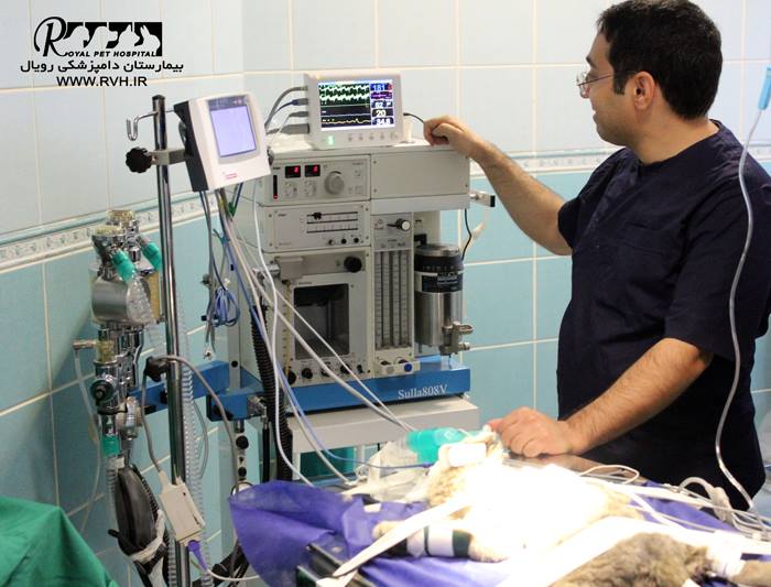جراحی تثبیت شکستگی مهره در یک قلاده شیر یک و نیم ماهه - بیمارستان دامپزشکی رویال | Royal Vet Hospital - Surgery Lion Cub2