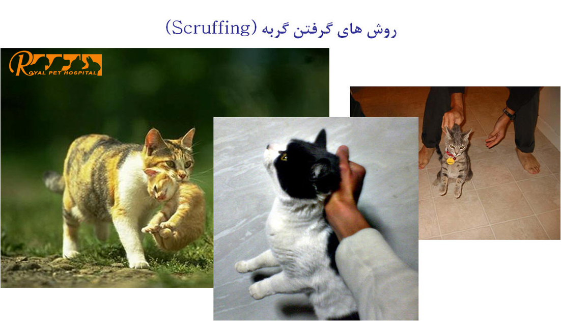 گرفتن گربه - بیمارستان دامپزشکی شبانه روزی رویال | Scruffing Cat - Royal Vet Hospital
