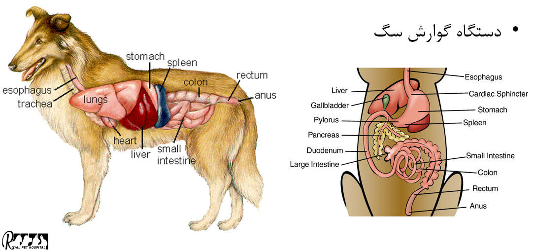 دستگاه گوارش سگ - بیمارستان دامپزشکی شبانه روزی رویال | Gastrointestinal tract of dog - Royal Vet Hospital