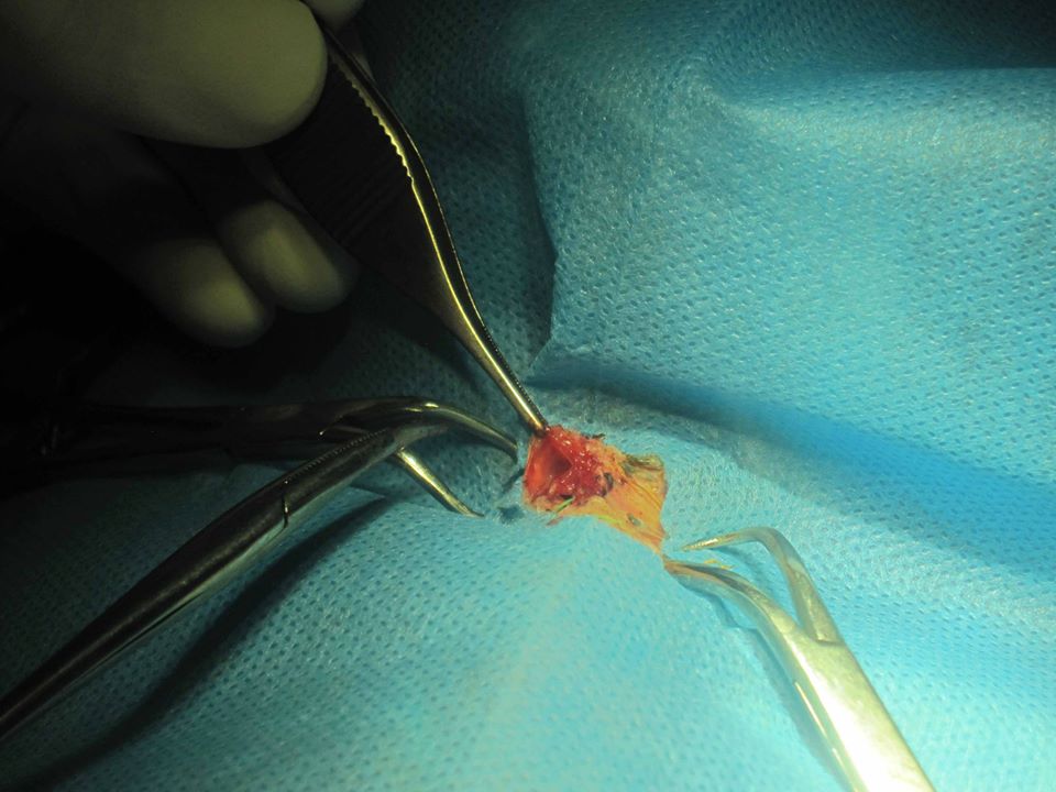 جراحی فیستول چینه دان در طوطی - بیمارستان دامپزشکی رویال | Royal Vet Hospital - Fistula Crop Surgery