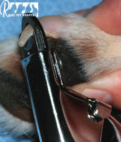 Royal Pet Hospital-Dog Cut Nails