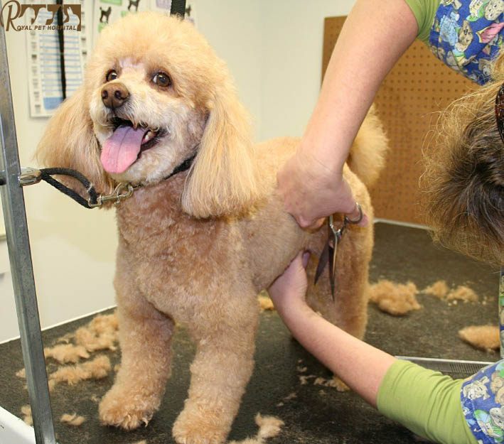Royal Pet Hospital-Dog Grooming