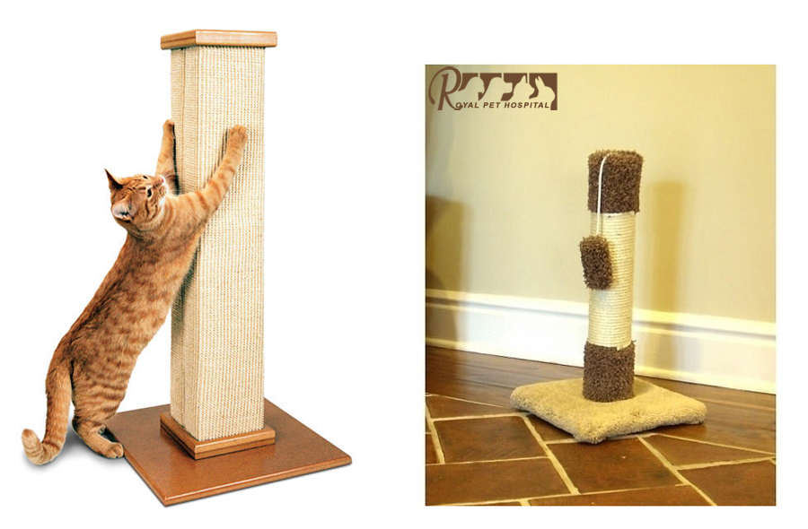 اسباب بازی ها و لوازم جانبی گربه - بیمارستان دامپزشکی رویال | Royal Vet Hospital - Cat Toy